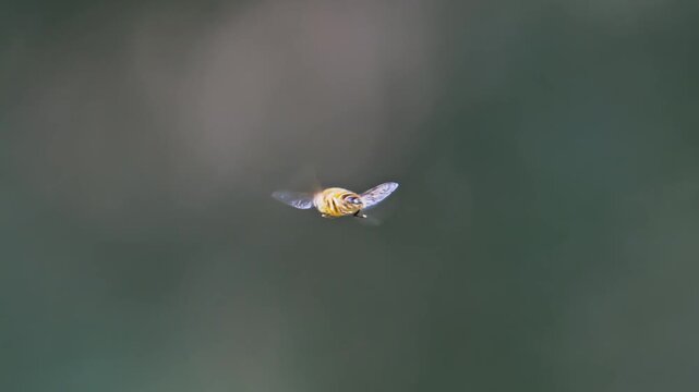 hoverfly in flight in slow motion