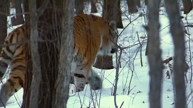 Majestic tiger prowls through a snowy forest, a symbol of wild beauty