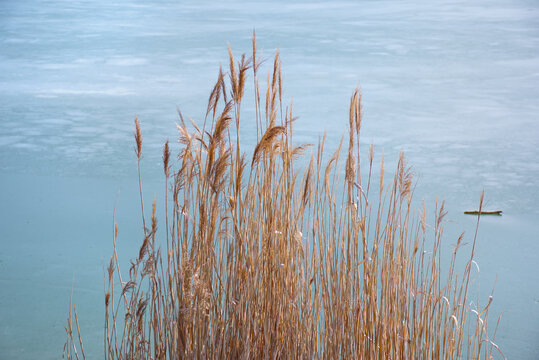 Golden dry reeds beside a frozen lake in winter sunlight.