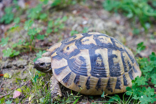 Griechische Landschildkr&ouml;te (Testudo hermanni) auf dem Britischen Friedhof in Kerkyra auf Korfu in Griechenland