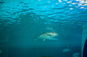 Fototapeta premium Fish swimming underwater in an aquarium with blue water and rocky base