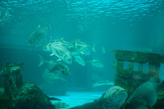 Underwater Scene with Fish and Ruins in an Aquarium or Sunken Structure