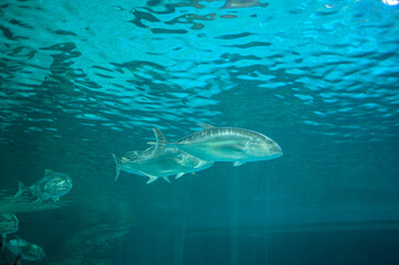 Fototapeta premium Schools of Sharks Swimming in Clear Ocean Waters with Sunlight Streaming Through