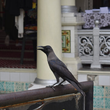 House Crow Perched on a Railing Near Kampung Kling Mosque, Malacca, Malaysia