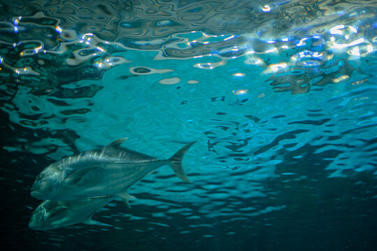 Underwater Scene with Silver Fish Swimming in Clear Blue Water