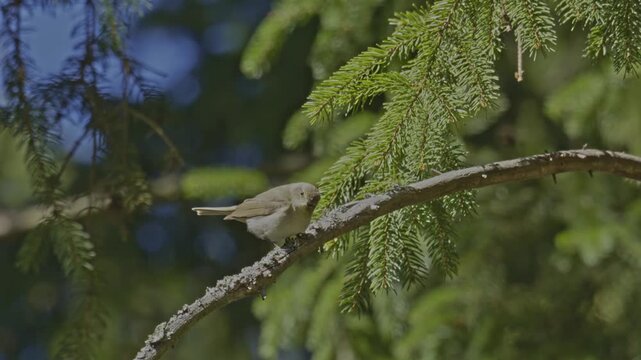 common chiffchaff (Phylloscopus collybita) chirping on a branch