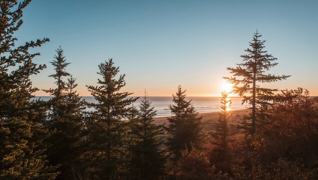 Sunrise Over the Ocean Seen Through Pine Trees with Clear Skies