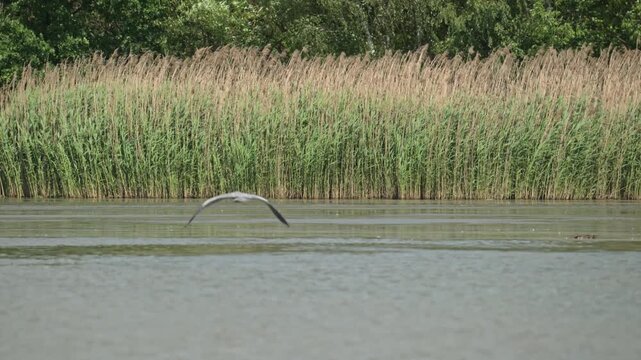 grey heron (Ardea cinerea) bird flying over water