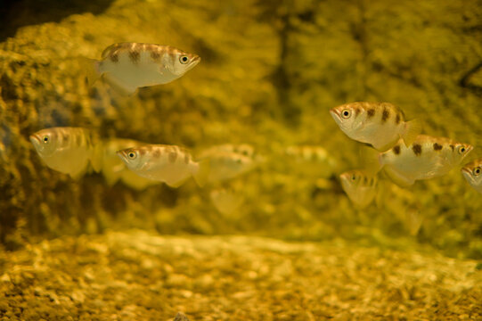 Group of Fish Swimming in Clear Water over Rocky Substrate in an Aquarium