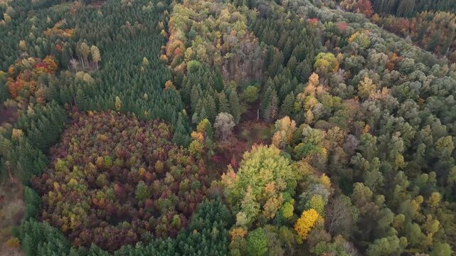 Aerial view of a German forest in autumn