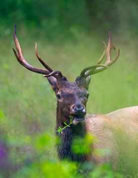Portrait of a bull elk while it's grazing in a field