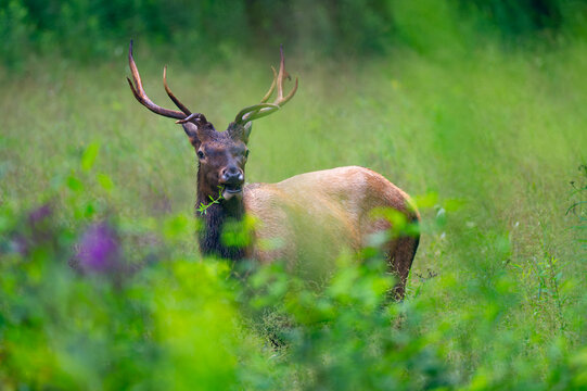 Bull elk grazing in a field in the Great Smoky Mountains, North Carolina