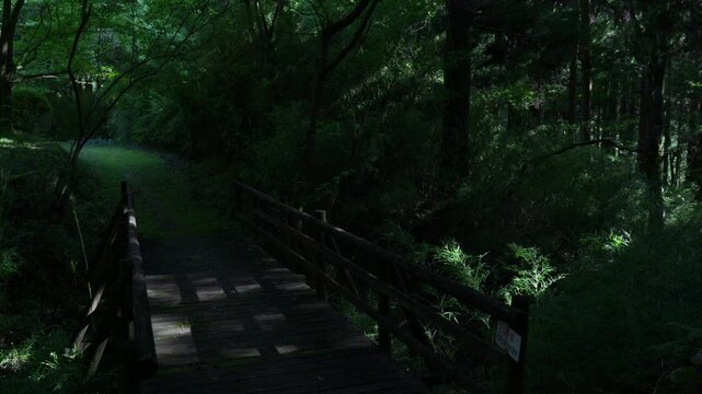 Walking along a mountain path with sunlight filtering through the trees