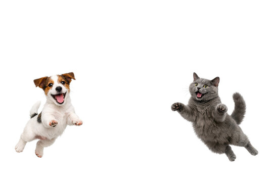 Two pets playing together happily.