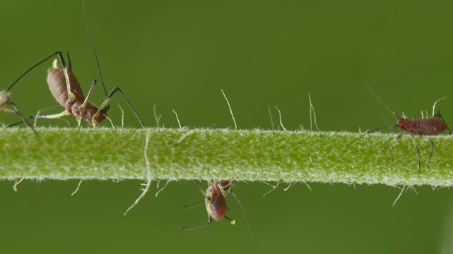 aphids hanging on a plant stem sucking