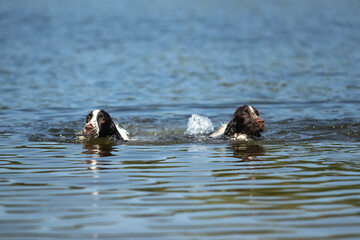 Fototapeta premium Two English Springer Spaniels Swimming and Splashing in a Lake