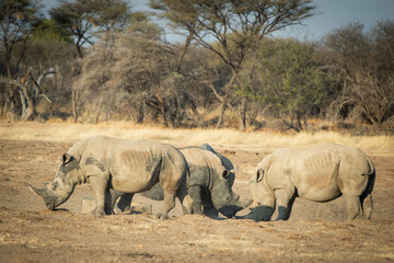 Les Rhinoceros © alain