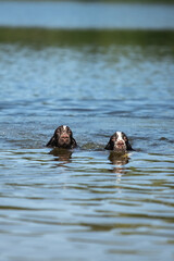 Fototapeta premium Two English Springer Spaniels Swimming and Splashing in a Lake