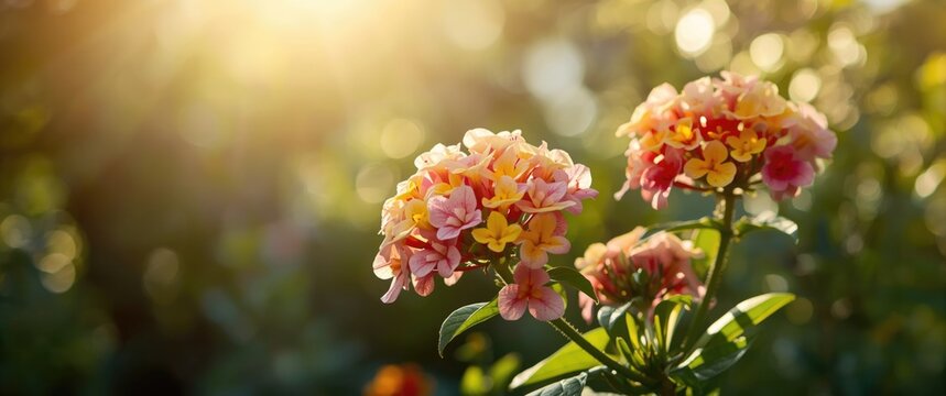 Luminous Pink and Yellow Flowers in Sunset Light with Soft Bokeh Background