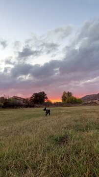 Energetic hunting dog running and jumping in a field at sunset