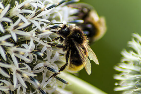 Horizontal close-up macro photo of bumblebee on white flower real life photography