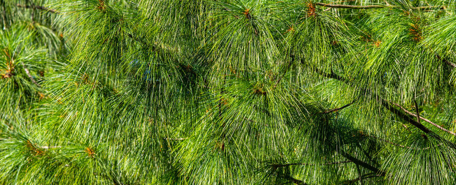 green pine tree needles texture background with natural conifer branch pattern