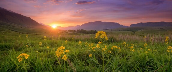 Fototapeta premium Sunset Over Rolling Hills with Yellow Wildflowers in Bloom