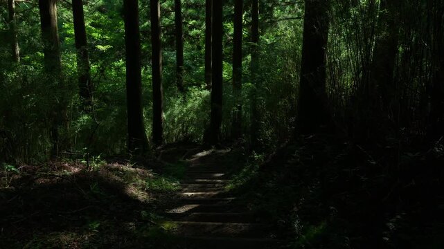 Walking along a mountain path with sunlight filtering through the trees