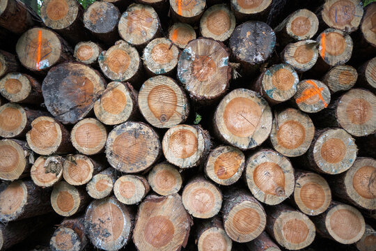Cross-sections of felled tree trunks.
