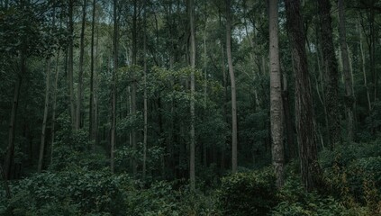 Fototapeta premium Dense Forest with Tall Trees and Lush Green Understory in Soft Light