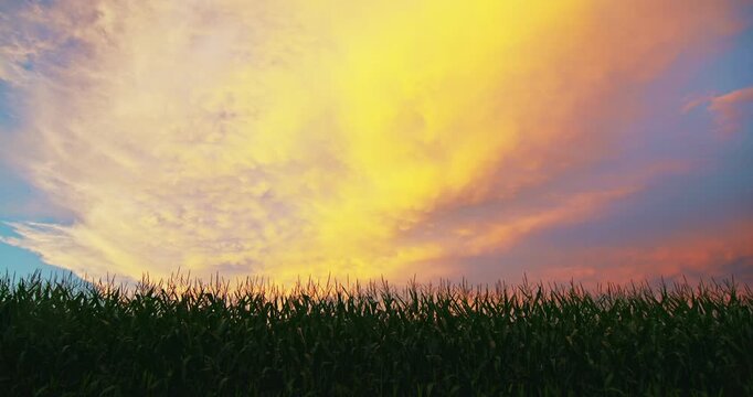 Golden and pink sunset clouds glowing above a corn field