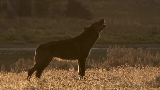 Lone wolf howling at sunset in a golden field