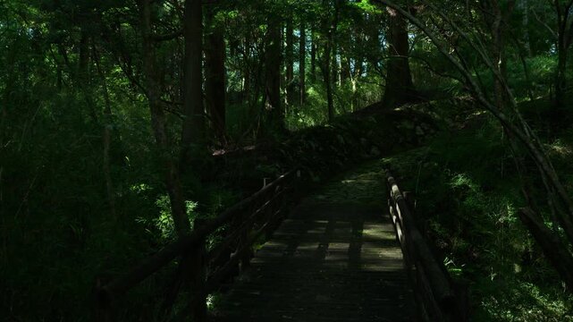 Walking along a mountain path with sunlight filtering through the trees