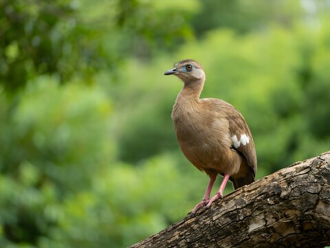 Side profile of a Chaco Chachalaca bird perched on a tree branch in a lush green forest.