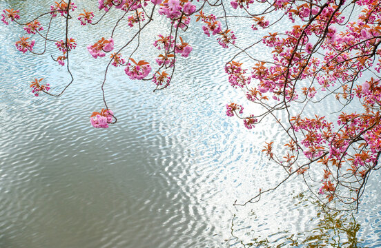 bl&uuml;hender Baum am See