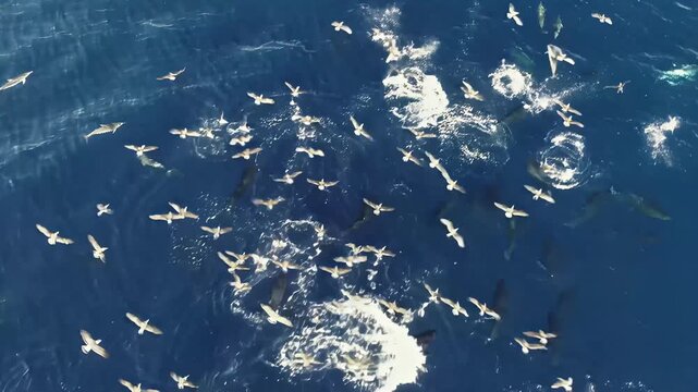 Aerial view of seabirds flocking and diving near whales in the ocean