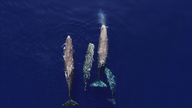 Aerial view of sperm whales swimming gracefully in deep blue ocean waters
