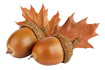 Brown acorn oak nut with leaf isolated on white background © kolesnikovserg