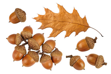 Brown acorn oak nut isolated on white background. Top view. Flat lay © kolesnikovserg