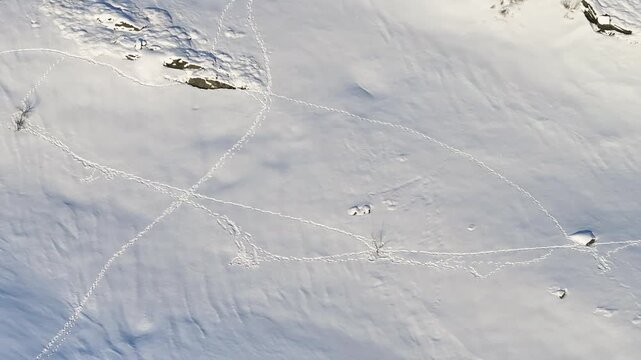 Aerial view of wolverine tracks crossing on a vast snow-covered mountain slope in Valldal, More og Romsdal, Norway.