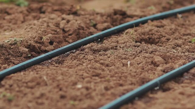 static drip irrigation system on farmland with brown soil and green plants under neutral lighting, ground-level perspective showing plastic tubing and dirt materials.