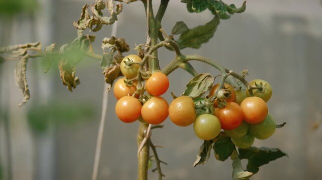 indoor tomato plant growing in natural and organic environment close-up shot with vibrant green and orange hues and soil material visible in a greenhouse setting.