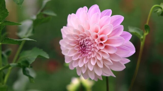 pink dahlia flower blooming time lapse on a scenic sunny meadow with serene and natural ambiance and vibrant green foliage and sunlight in a static close-up shot.