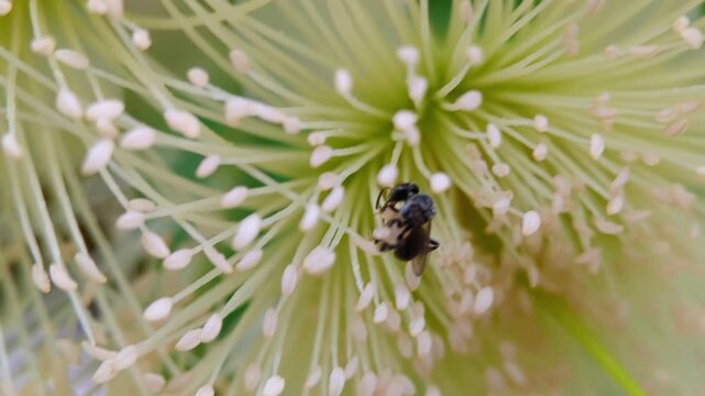 small stingless bee foraging on flower illustrating ecosystem biodiversity 