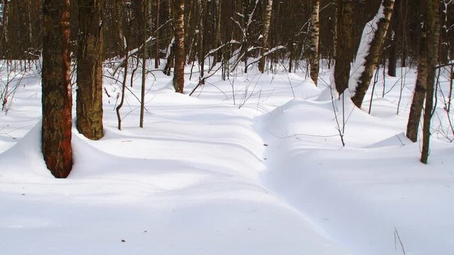 An empty toddled path in the snow. A view of a winter forest covered in snow. The calm atmosphere of cold weather.