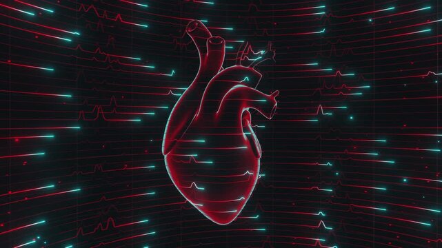 Seamless loop of anatomical human heart surrounded by glowing cardiogram pulse waves. Digital futuristic medical interface model showing dynamic heartbeat telemetry and medical science background.