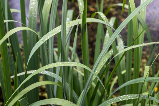 Water drops on green grass leaves after rain