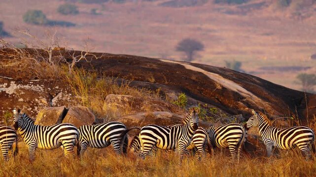 Zebras at sunset in African savannah