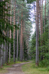 Fototapeta premium Empty dirt path winding through a beautiful pine forest