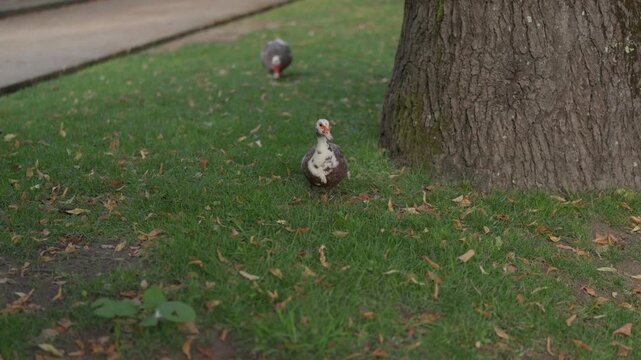 Muscovy Duck Feeding On A Lawn Scattered With Fallen Leaves In A City Park